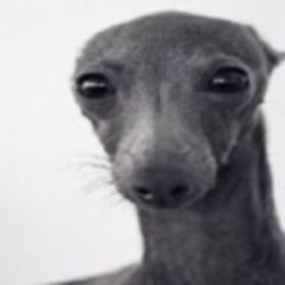 Meet your Posher, Abby - Picture 1 of 1